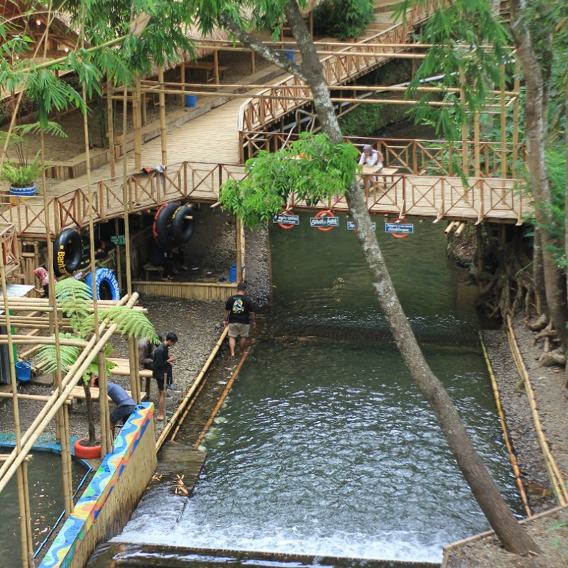 Wisata Pinus