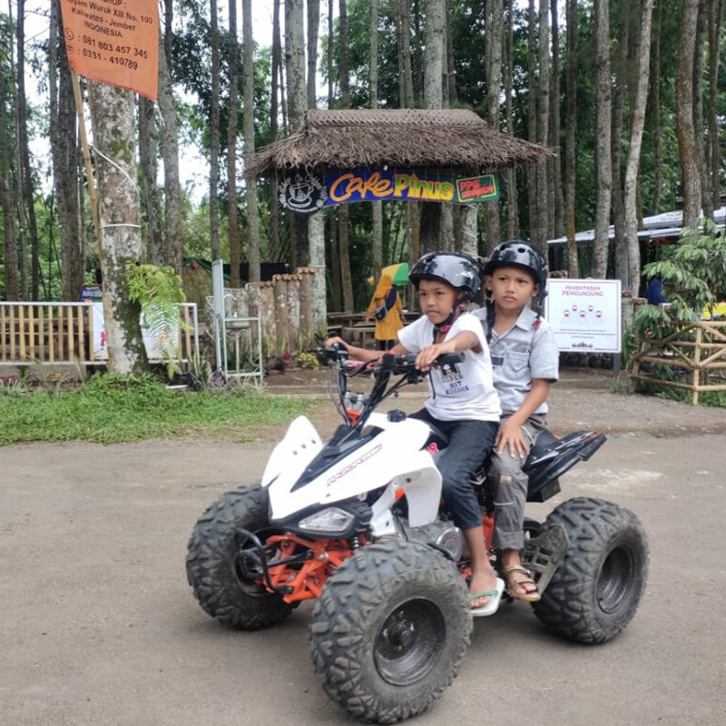Wisata Pinus